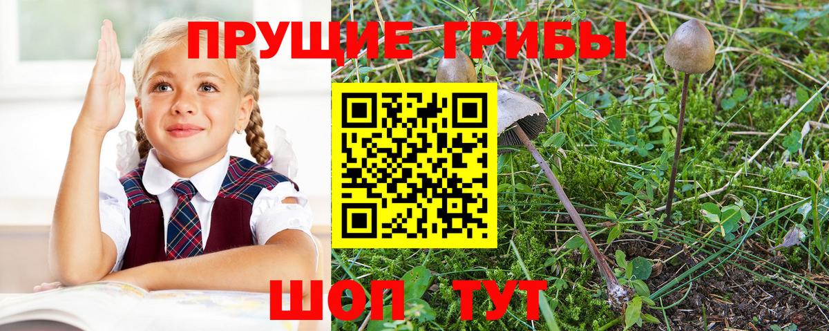 Галлюциногенные грибы GOLDEN TEACHER Гусиноозёрск
